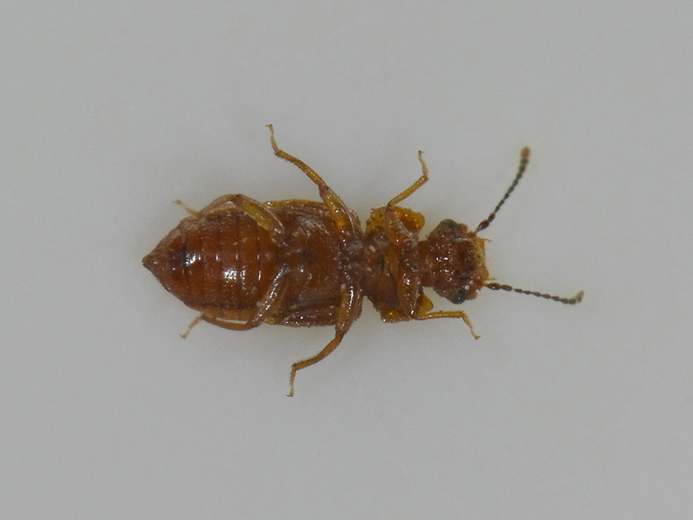 Metopsia sp., Staphylinidae